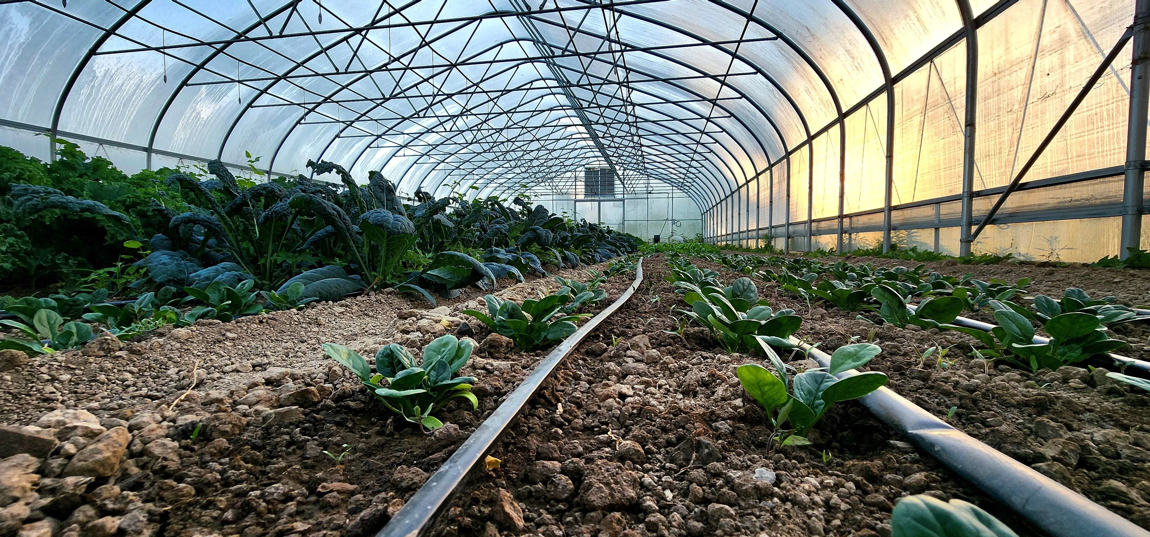 Greens in high tunnel