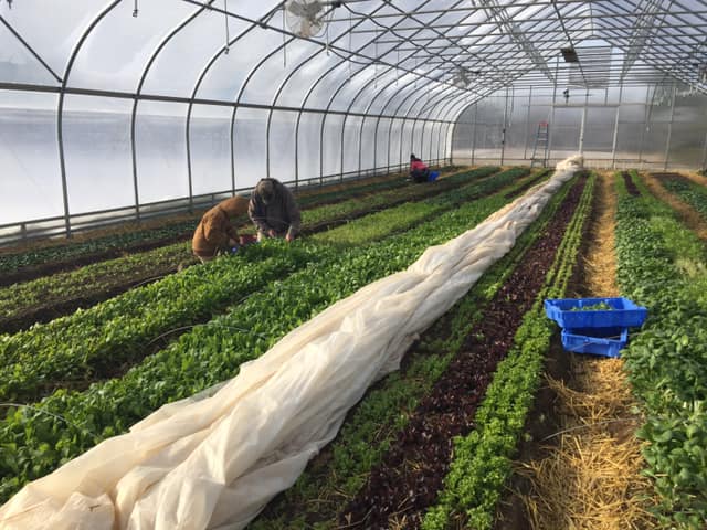 greenhouse farm