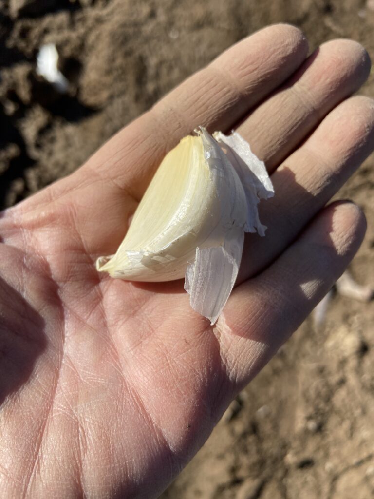 garlic clove