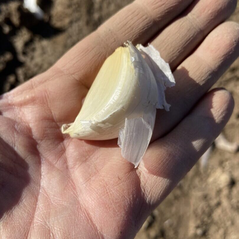 garlic clove